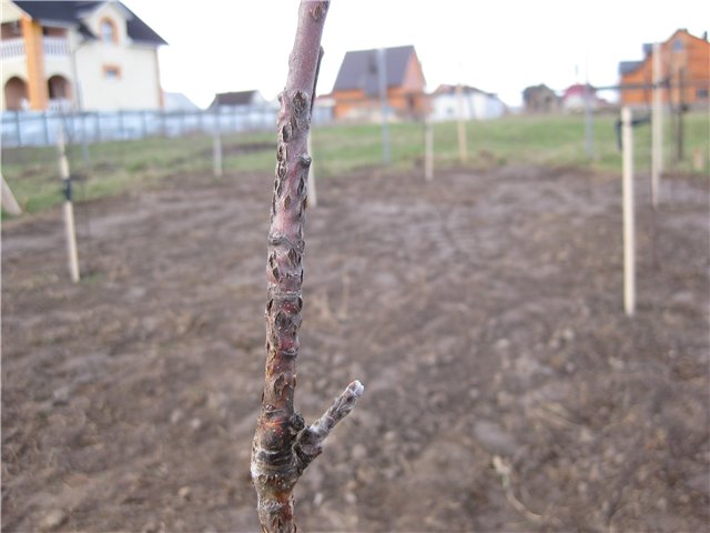 attachment.php?attachmentid=349488&stc=1&d=1396539874