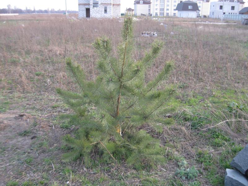 attachment.php?attachmentid=350240&stc=1&d=1396870718