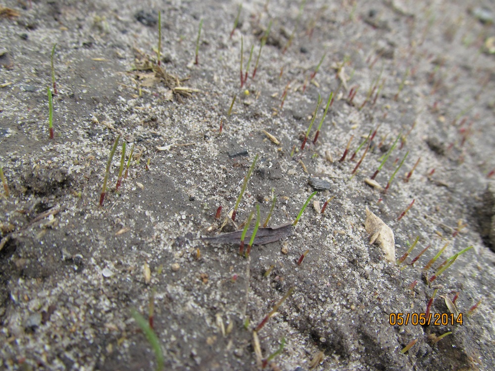 attachment.php?attachmentid=355836&d=1399284296