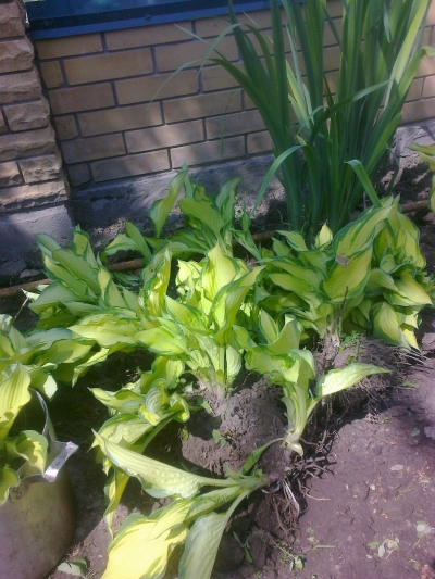 attachment.php?attachmentid=358339&stc=1&d=1400156899