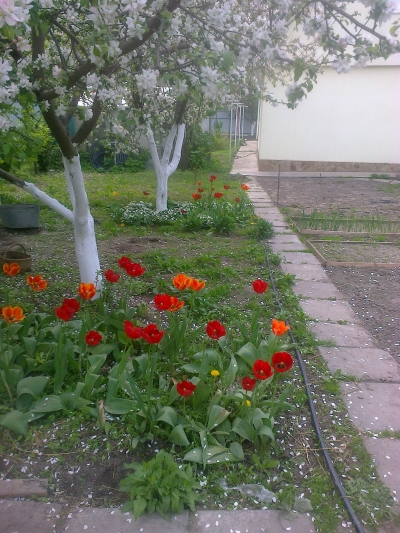 attachment.php?attachmentid=358340&stc=1&d=1400156940