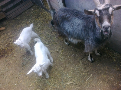 attachment.php?attachmentid=358341&stc=1&d=1400157006