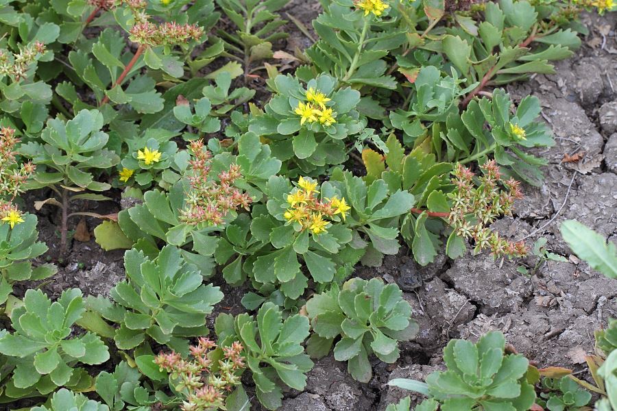 attachment.php?attachmentid=385831&stc=1&d=1411497669