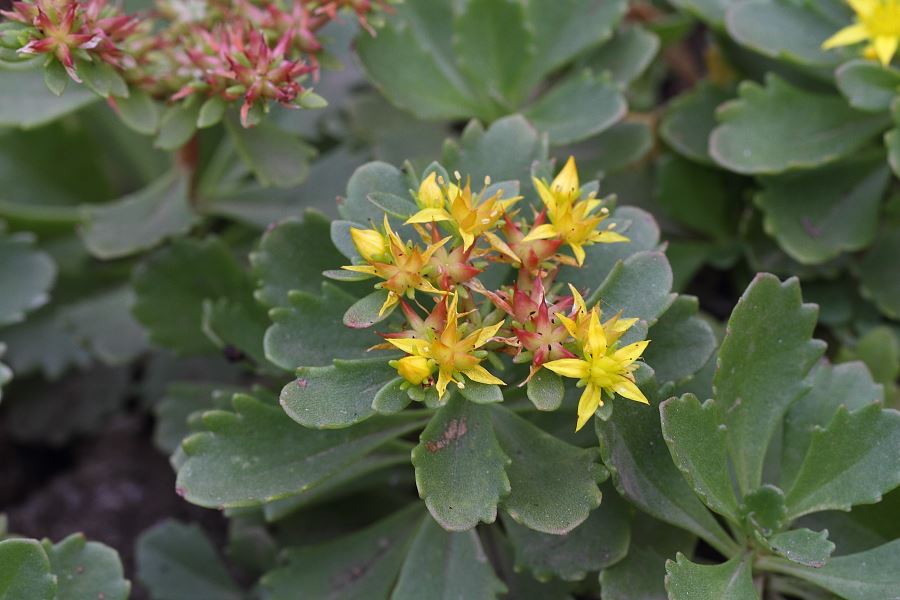 attachment.php?attachmentid=385834&stc=1&d=1411497692