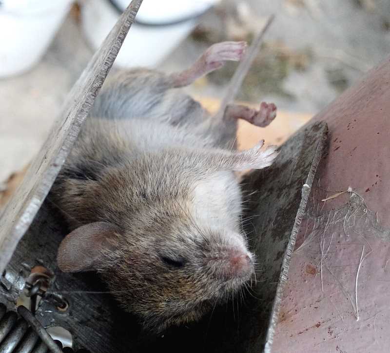 attachment.php?attachmentid=396365&stc=1&d=1415887184