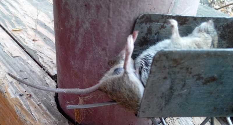 attachment.php?attachmentid=396366&stc=1&d=1415887184