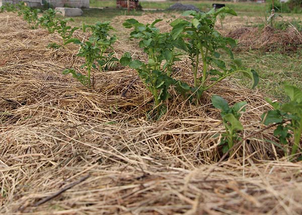 attachment.php?attachmentid=400832&stc=1&d=1417805236