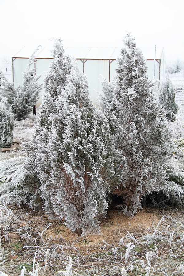 attachment.php?attachmentid=402762&stc=1&d=1418660595