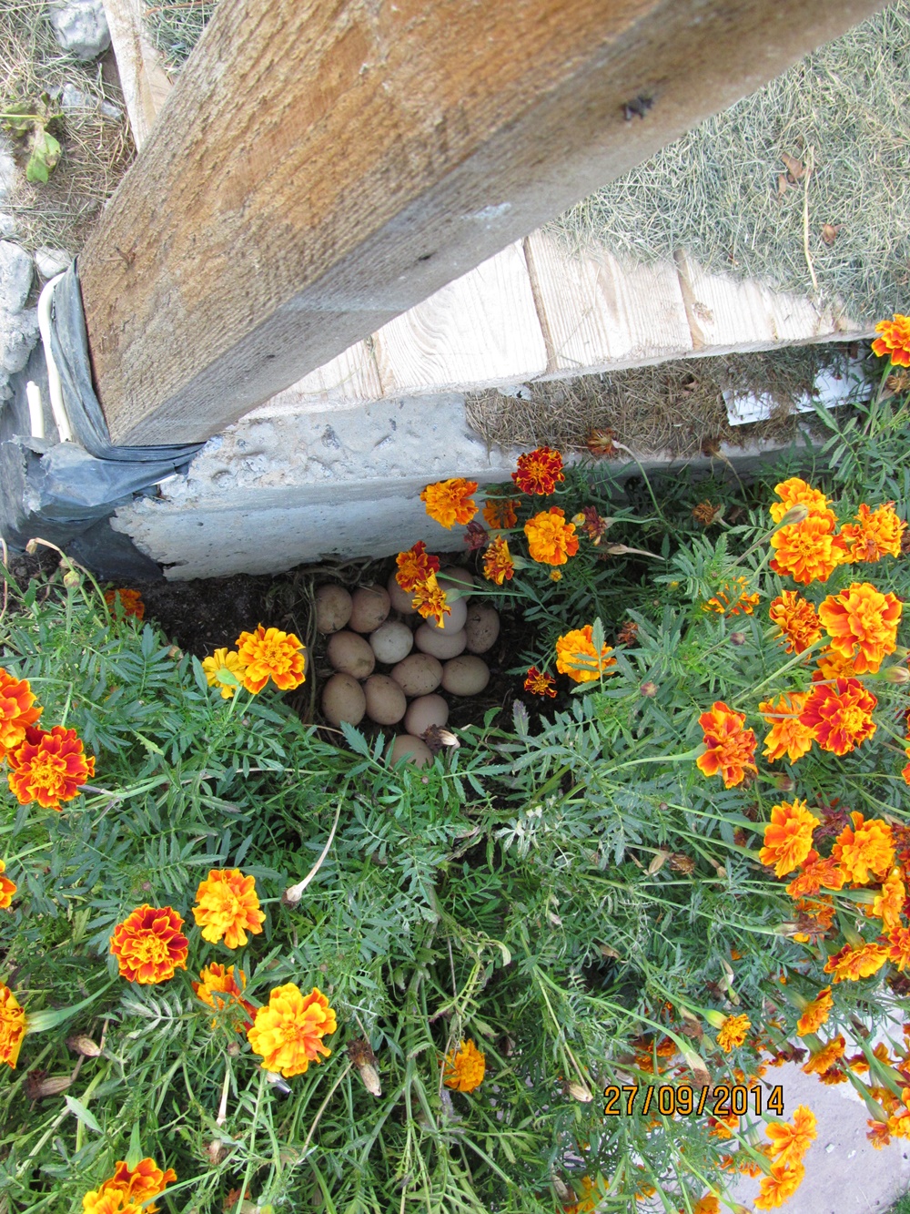 attachment.php?attachmentid=412397&stc=1&d=1422974091