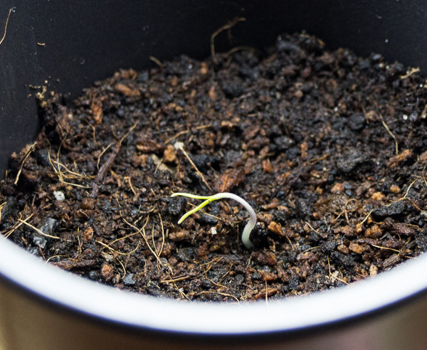 attachment.php?attachmentid=419191&stc=1&d=1425578588