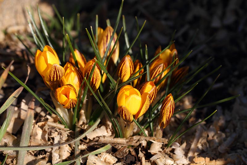 attachment.php?attachmentid=419832&stc=1&d=1425809129