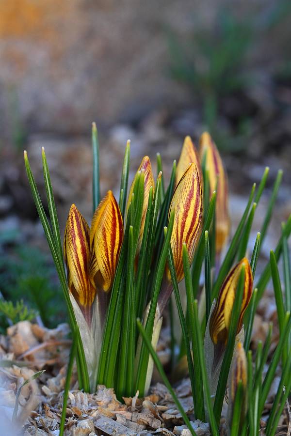 attachment.php?attachmentid=423405&stc=1&d=1427133146