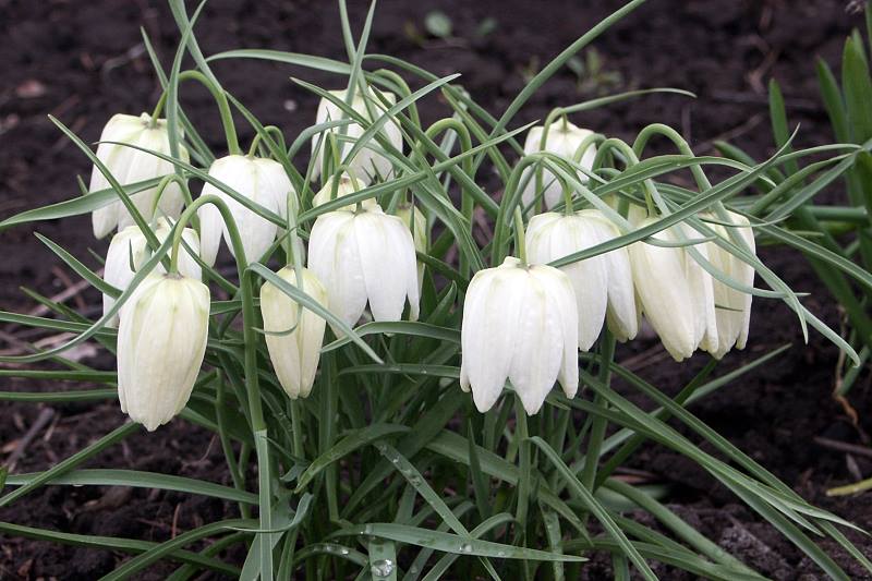 attachment.php?attachmentid=429153&stc=1&d=1429121499