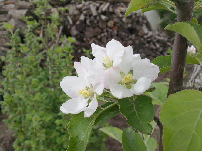 attachment.php?attachmentid=432790&stc=1&d=1430418127