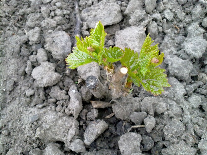 attachment.php?attachmentid=432791&stc=1&d=1430418285