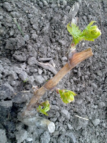 attachment.php?attachmentid=432793&stc=1&d=1430418354