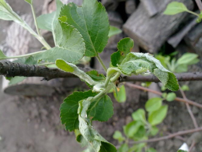 attachment.php?attachmentid=432795&stc=1&d=1430418511