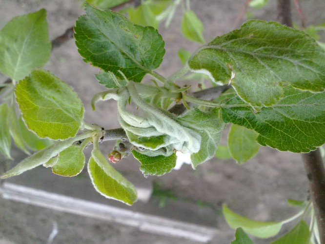 attachment.php?attachmentid=432797&stc=1&d=1430418589