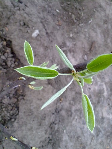 attachment.php?attachmentid=432798&stc=1&d=1430418759