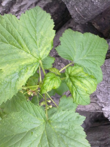 attachment.php?attachmentid=432799&stc=1&d=1430418936