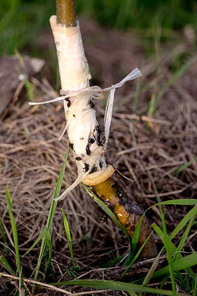 attachment.php?attachmentid=434334&stc=1&d=1431069733