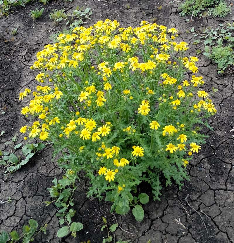 attachment.php?attachmentid=435172&stc=1&d=1431371120