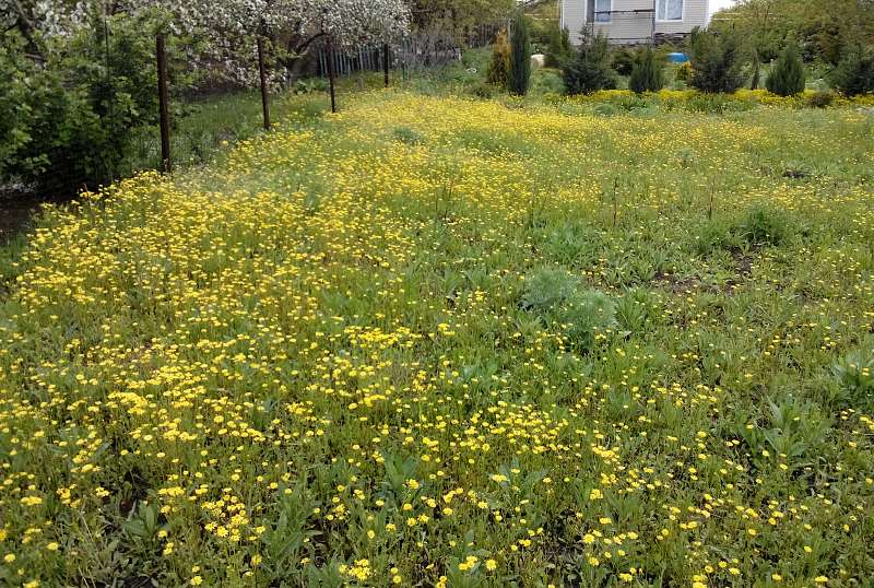 attachment.php?attachmentid=435173&stc=1&d=1431371120