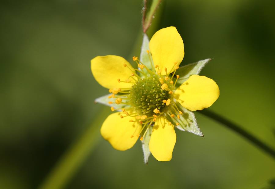 attachment.php?attachmentid=437363&stc=1&d=1432125547