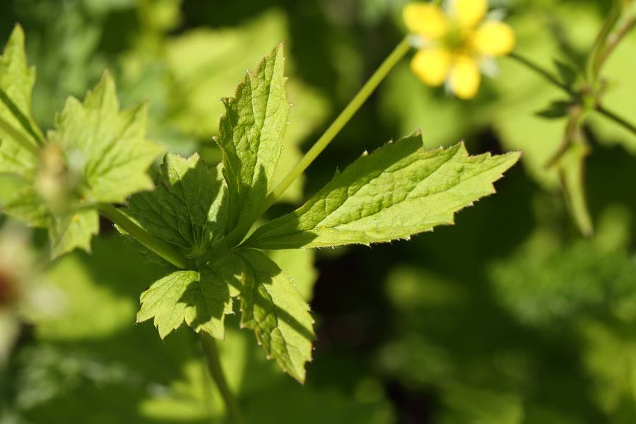 attachment.php?attachmentid=437364&stc=1&d=1432125547