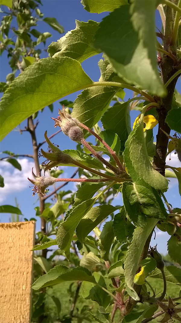 attachment.php?attachmentid=438137&stc=1&d=1432409212