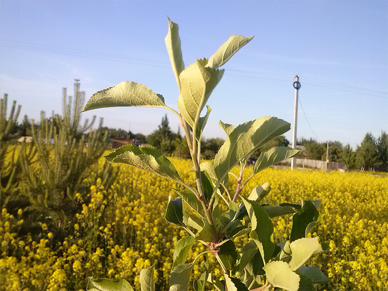 attachment.php?attachmentid=441365&stc=1&d=1433622546