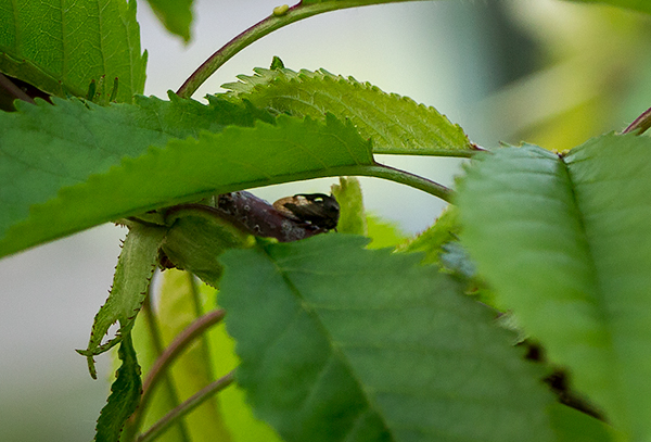 attachment.php?attachmentid=443140&stc=1&d=1434350776