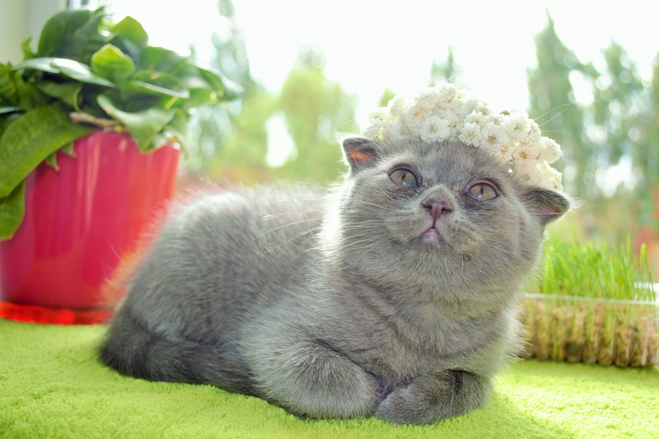 attachment.php?attachmentid=446230&d=1435595942