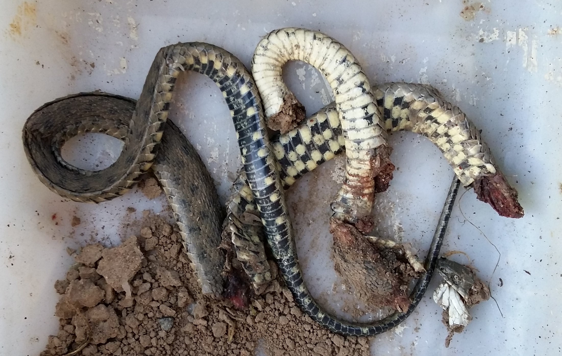 attachment.php?attachmentid=451750&d=1437930761