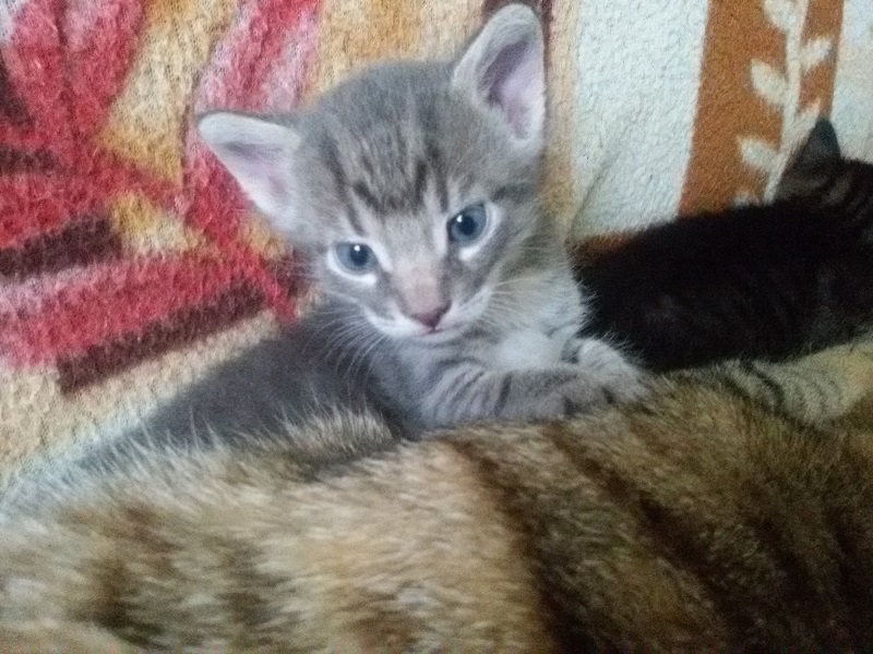 attachment.php?attachmentid=455402&stc=1&d=1439802078