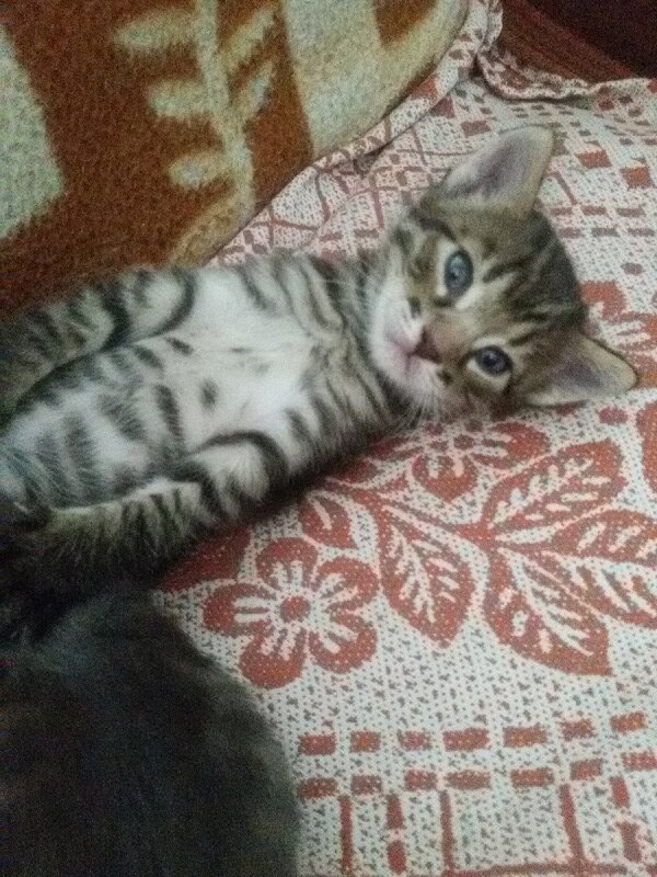 attachment.php?attachmentid=455403&stc=1&d=1439802140