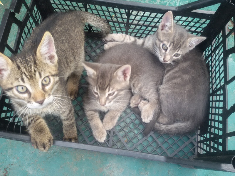 attachment.php?attachmentid=455404&stc=1&d=1439802140