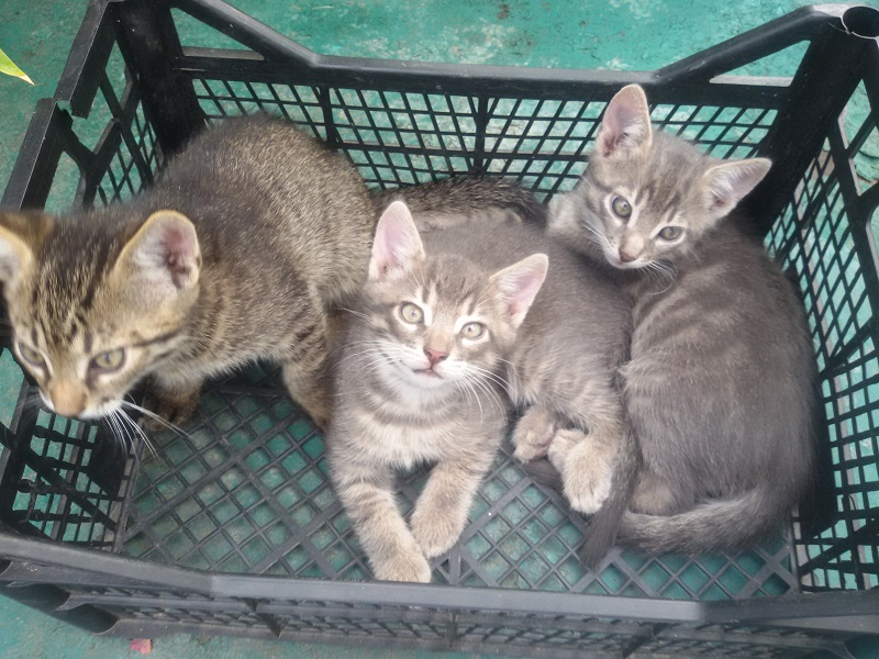 attachment.php?attachmentid=455405&stc=1&d=1439802140