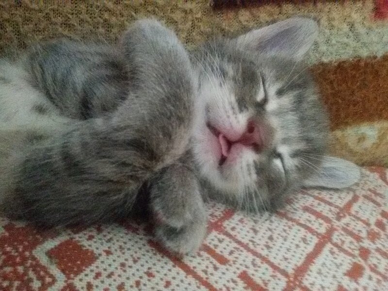 attachment.php?attachmentid=455406&stc=1&d=1439802243