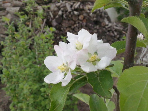 attachment.php?attachmentid=455503&stc=1&d=1439829041