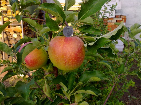 attachment.php?attachmentid=455505&stc=1&d=1439829120