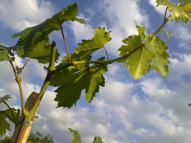 attachment.php?attachmentid=455766&stc=1&d=1439919016