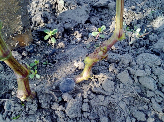 attachment.php?attachmentid=455767&stc=1&d=1439919282