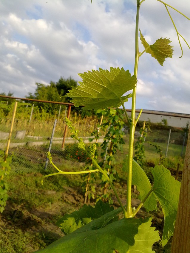 attachment.php?attachmentid=455771&stc=1&d=1439920299