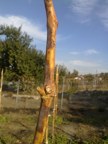 attachment.php?attachmentid=466792&stc=1&d=1445151516