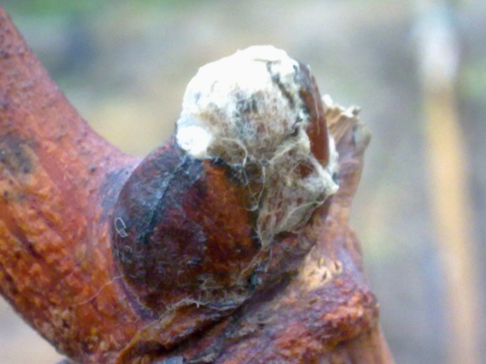 attachment.php?attachmentid=468018&stc=1&d=1445705405