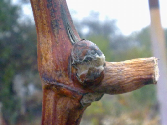 attachment.php?attachmentid=468019&stc=1&d=1445705464