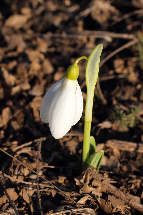 attachment.php?attachmentid=490607&stc=1&d=1455718133