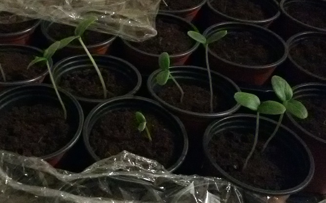 attachment.php?attachmentid=496489&stc=1&d=1458540915