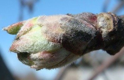 attachment.php?attachmentid=497741&stc=1&d=1459069209